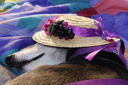 A greyhound wearing a straw hat with purple ribbons and faux grapes sleeping